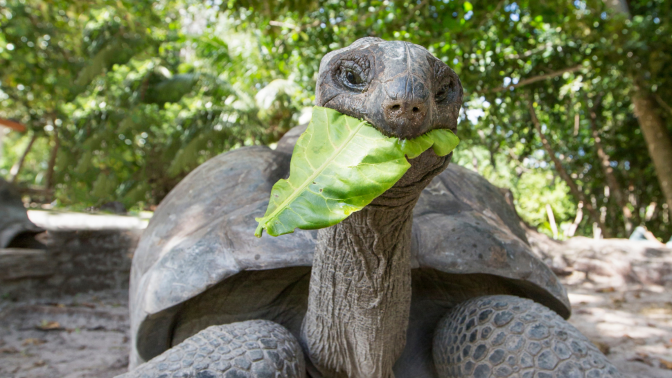 Aldabra Giant Tortoise in Seychelles
