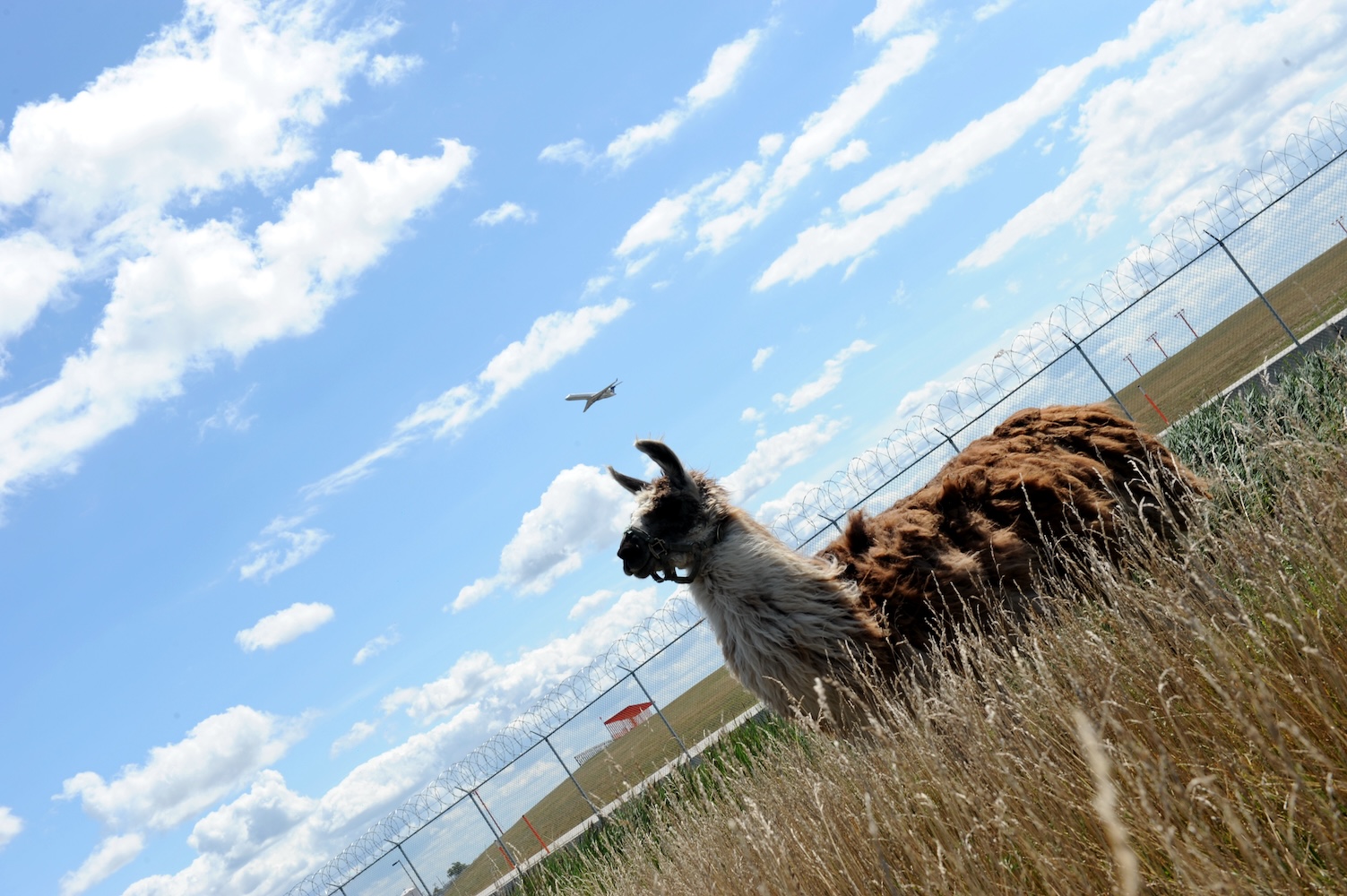 Llama at an airport.