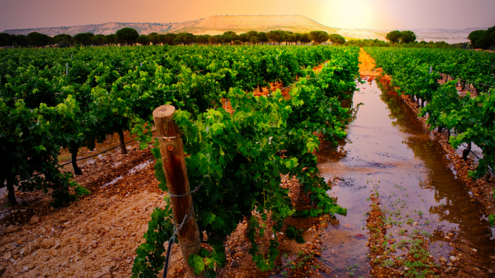 Vineyard in 'Ribera del Duero