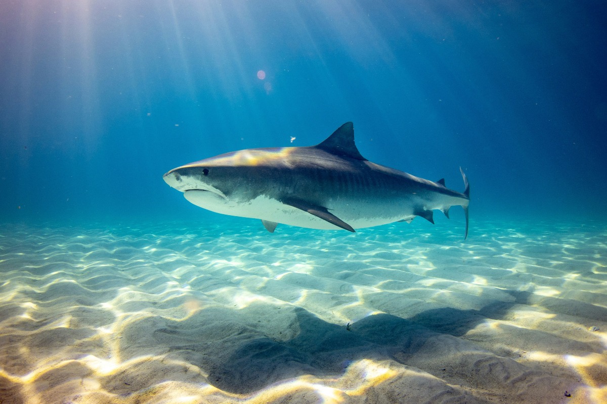 black shark underwater