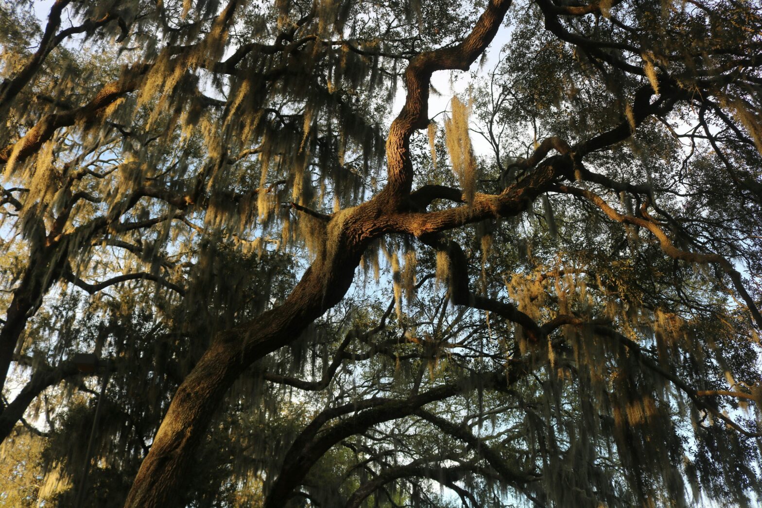 There are the things that travelers should do during a visit to Savannah. pictured: moss on Savannah trees