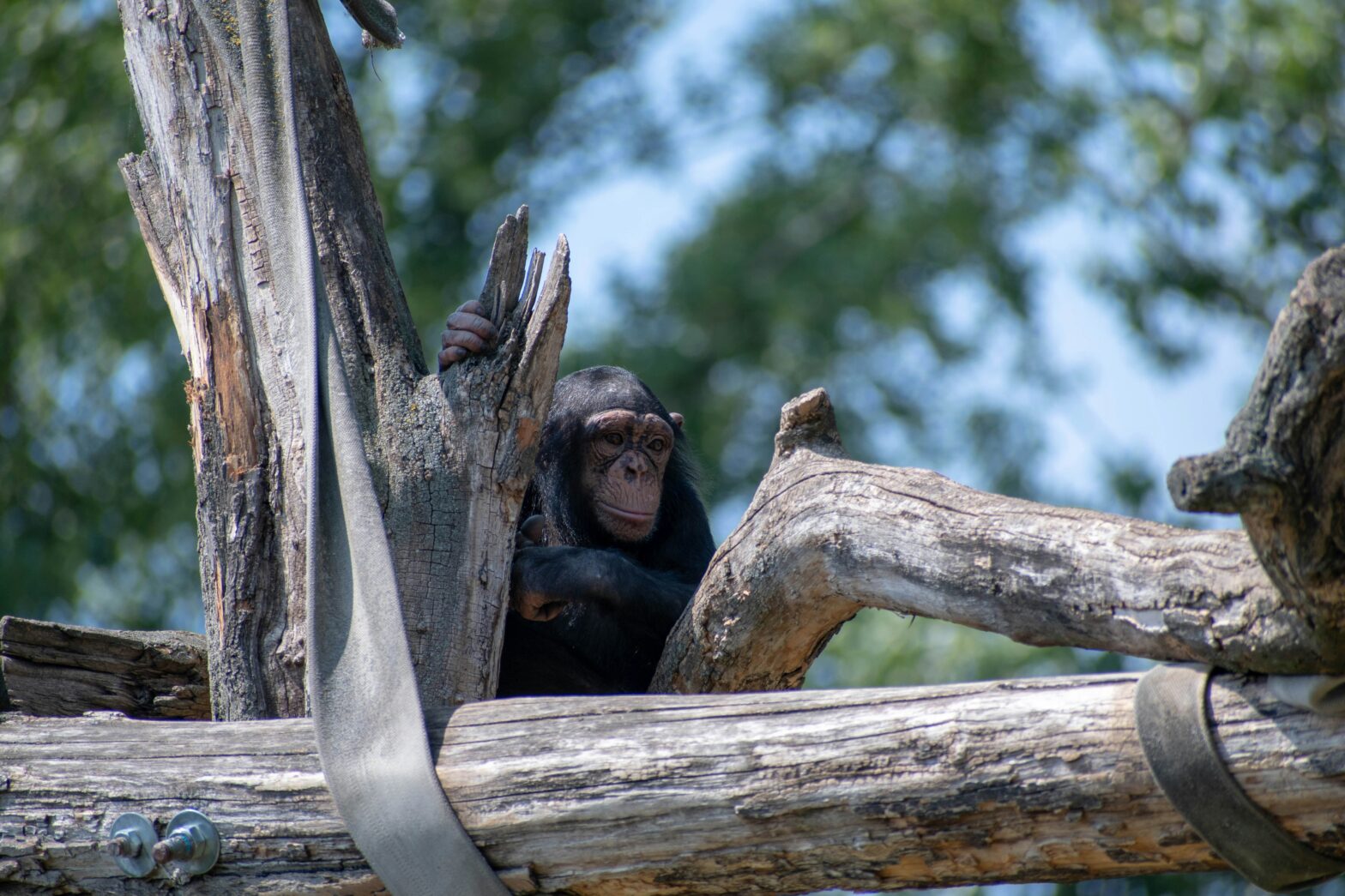 Chimpanzee in a tree.