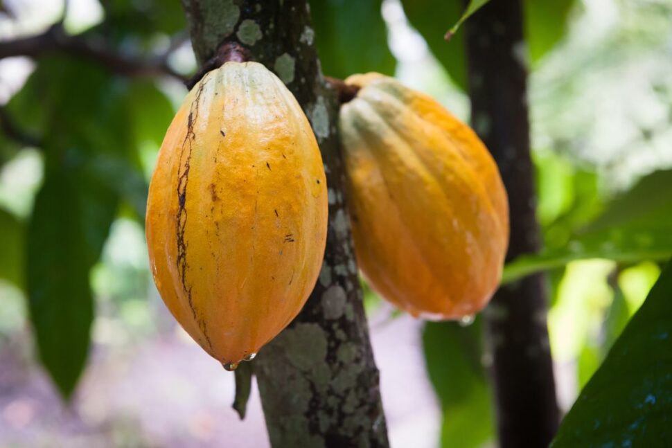 Cocoa plants (Theobroma cacao) in a garden, Trois Ilets, Martinique