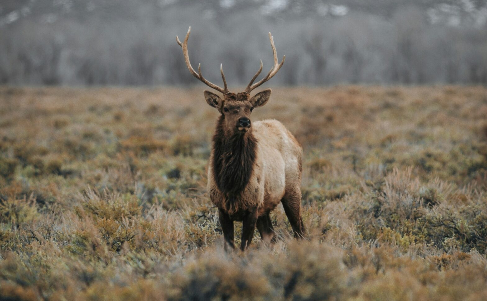 brown deer in Jackson Hole, Wyoming, USA