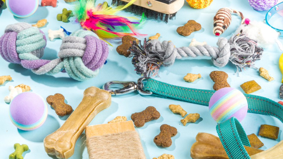 Scattered pet treats, dog toys, and dog leash on blue background