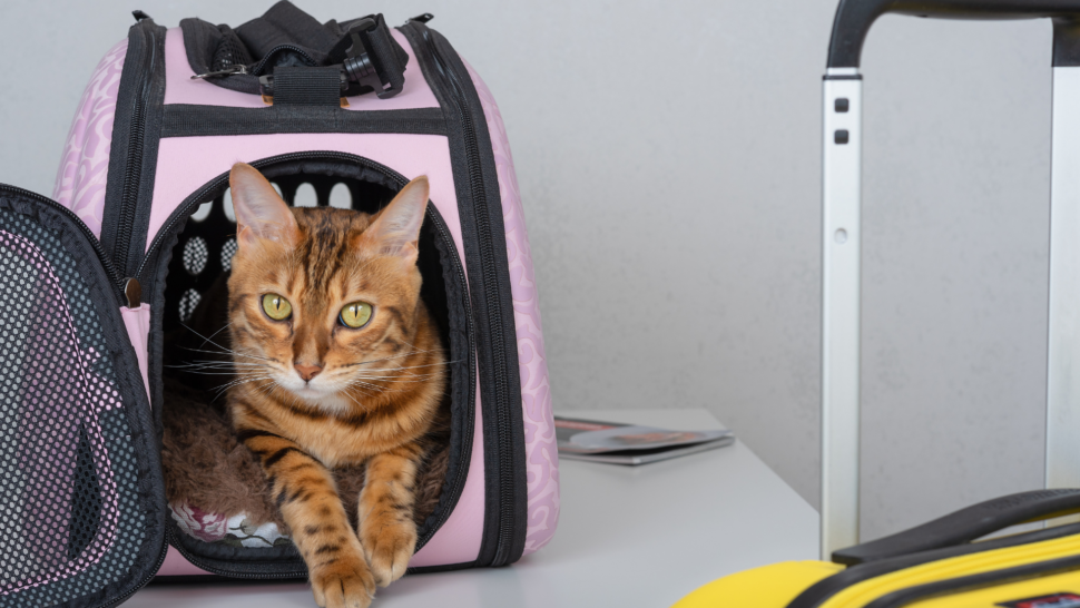 Spotted cat in a pink carrier bag