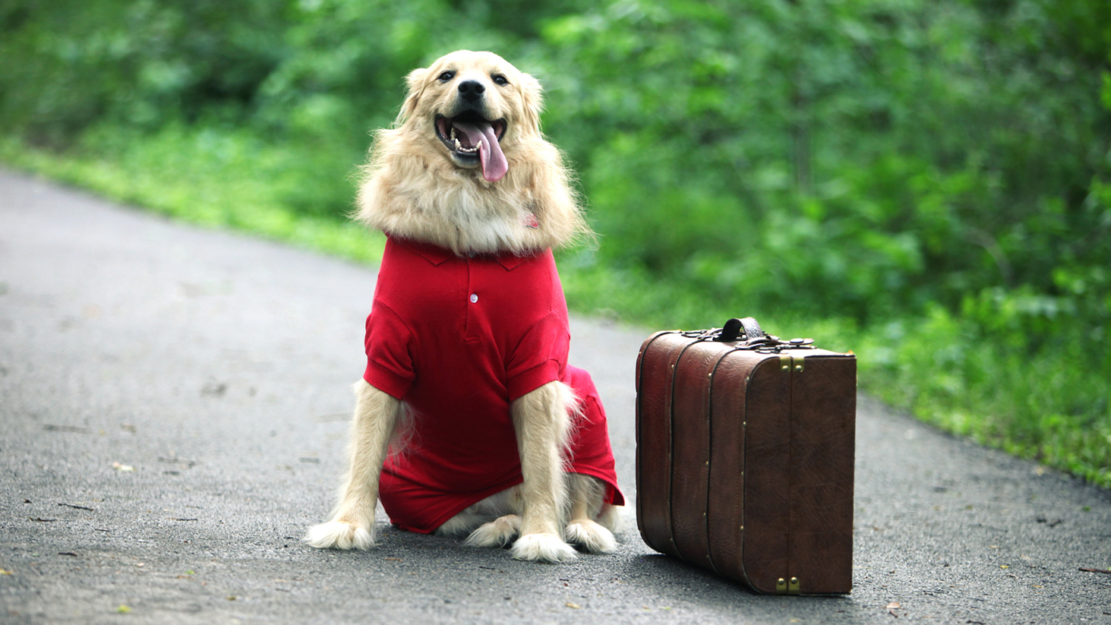 Golden Retriever wearing red outfit sitting next to suitcase looking happy at camera