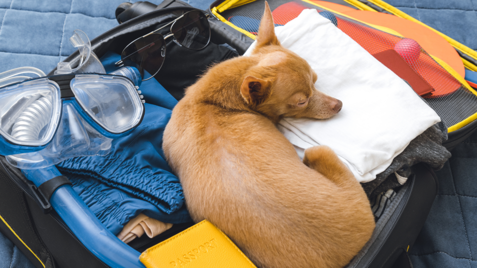 Dog sleeping in a suitcase