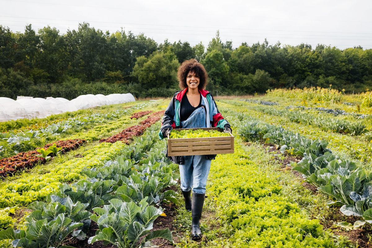 woman harvesting vegetables on a farm