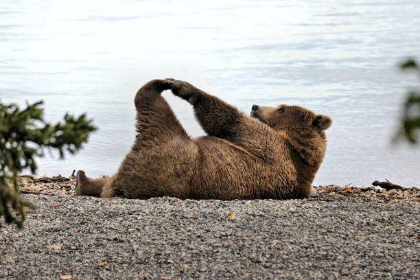 Fun and Grizzly Bear Puns To Share On Your Next Trip - Travel Noire