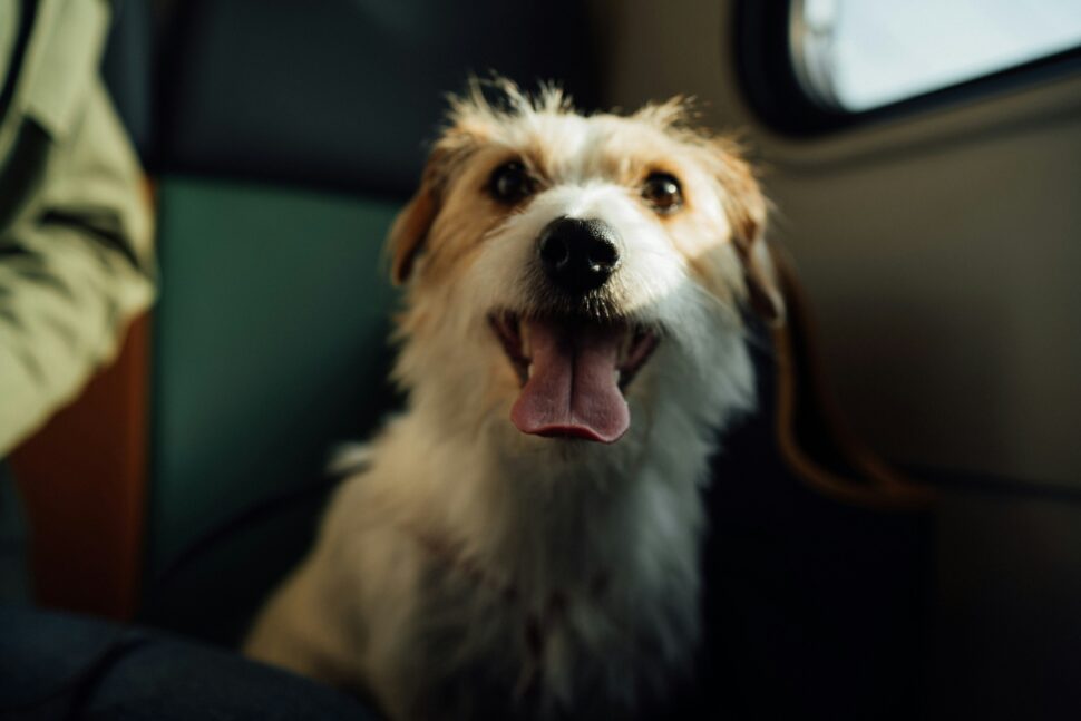 Here are some of the top dog friendly destinations for travelers. Pictured: dog on a train