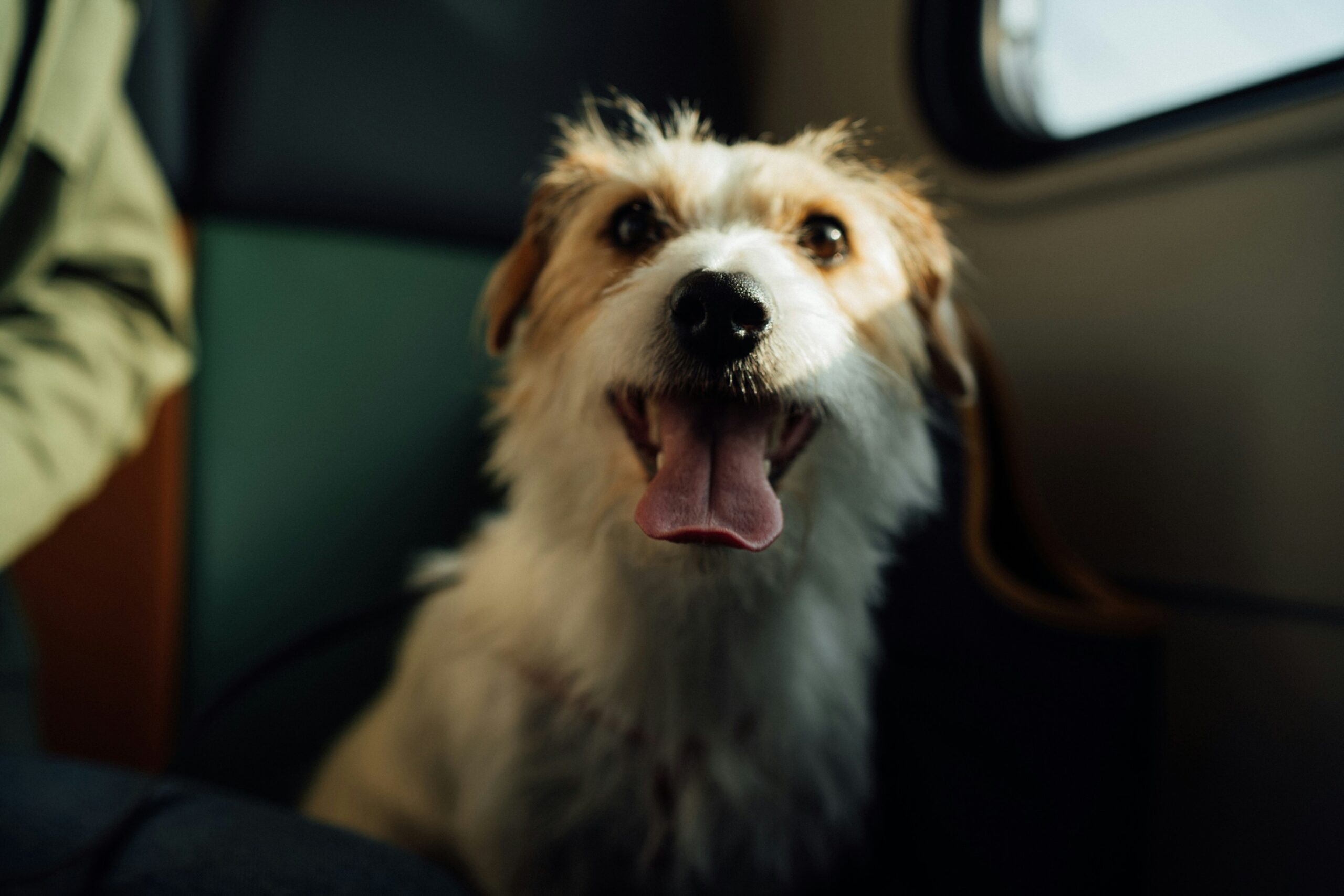 Here are some of the best dog-friendly destinations for travelers. Pictured: A dog on a train 