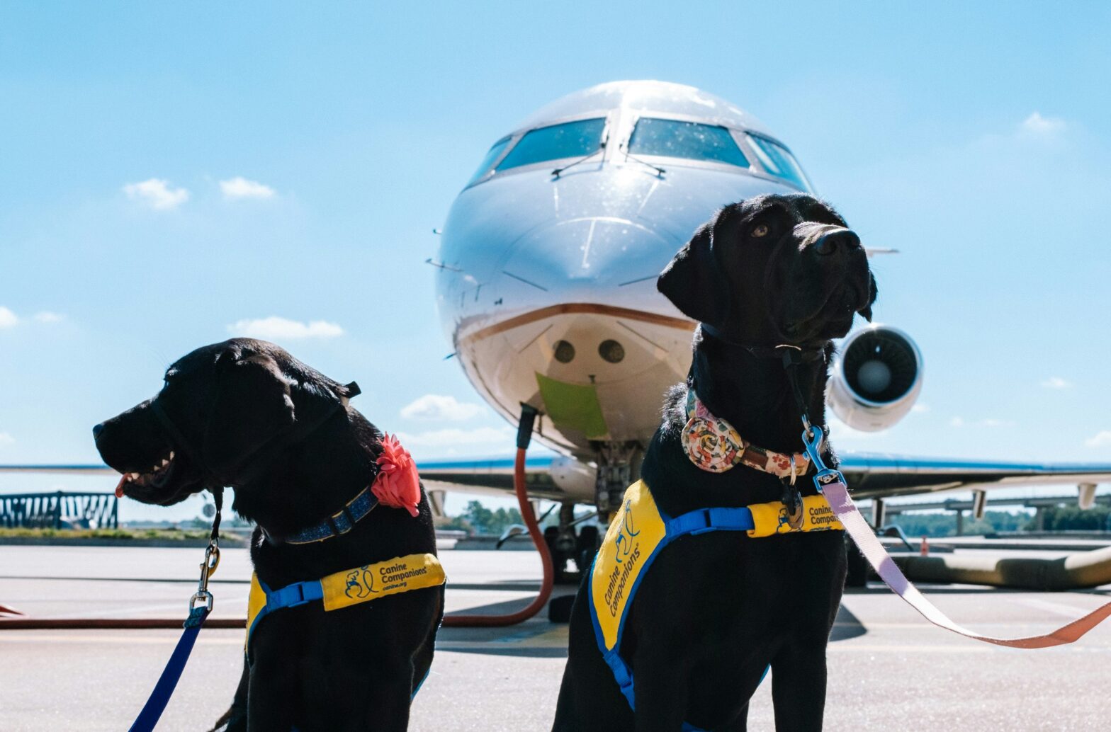 Dogs at the airport.