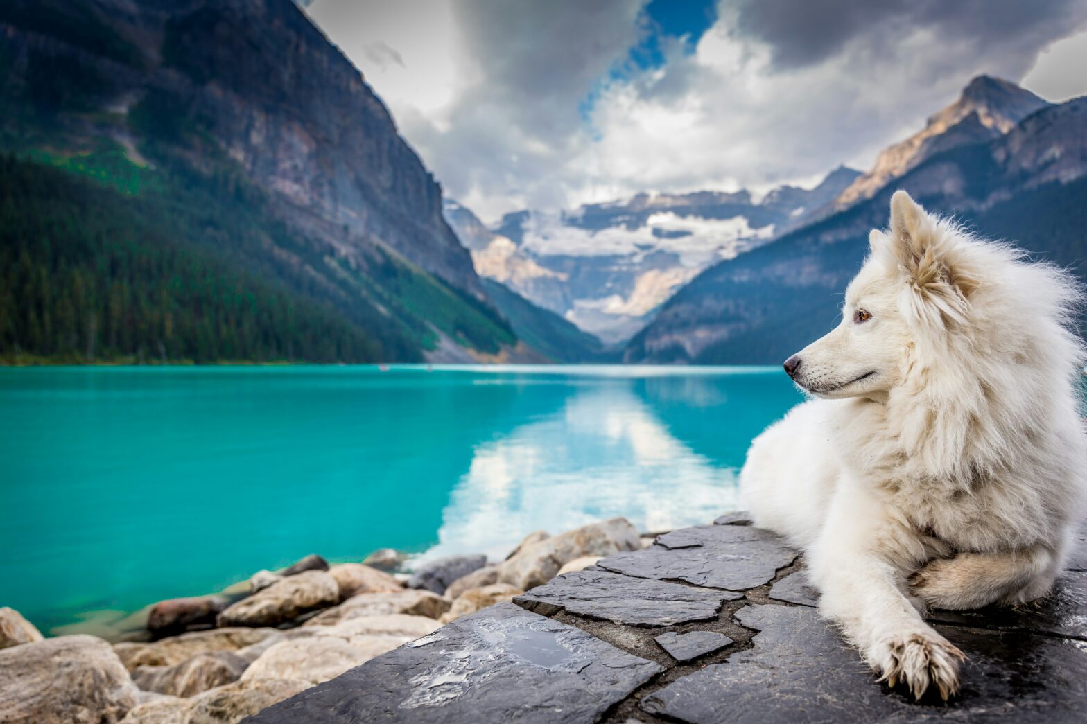 The Most Dog Friendly Destinations To Celebrate National Dog Day