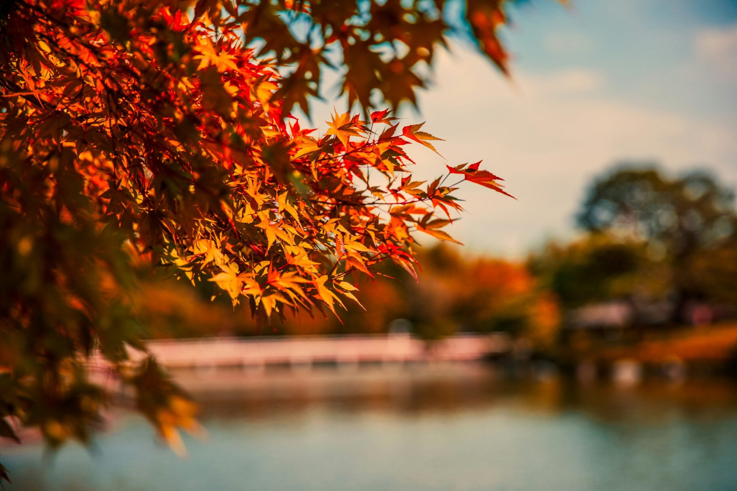 Travelers should consider a scenic fall escape for their next trip.
pictured: fall foliage