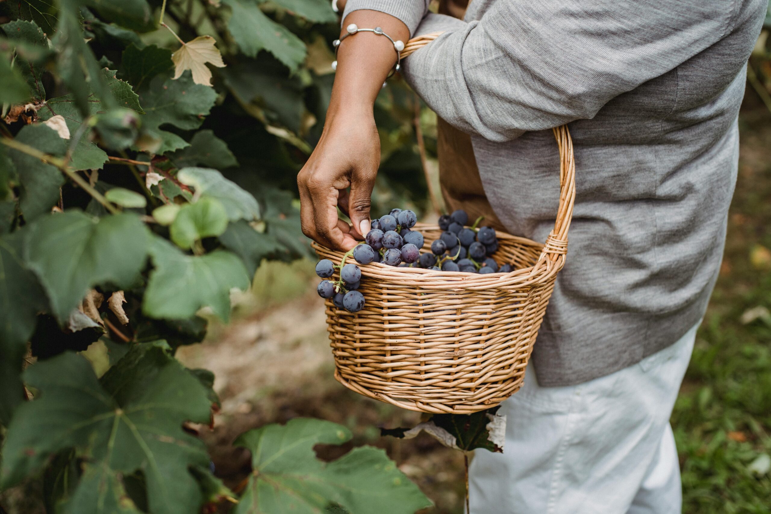 The lush nature of this destination is reason enough to bring people to Martha's Vineyard. Pictured: Black person harvesting grapes in Martha's Vineyard 