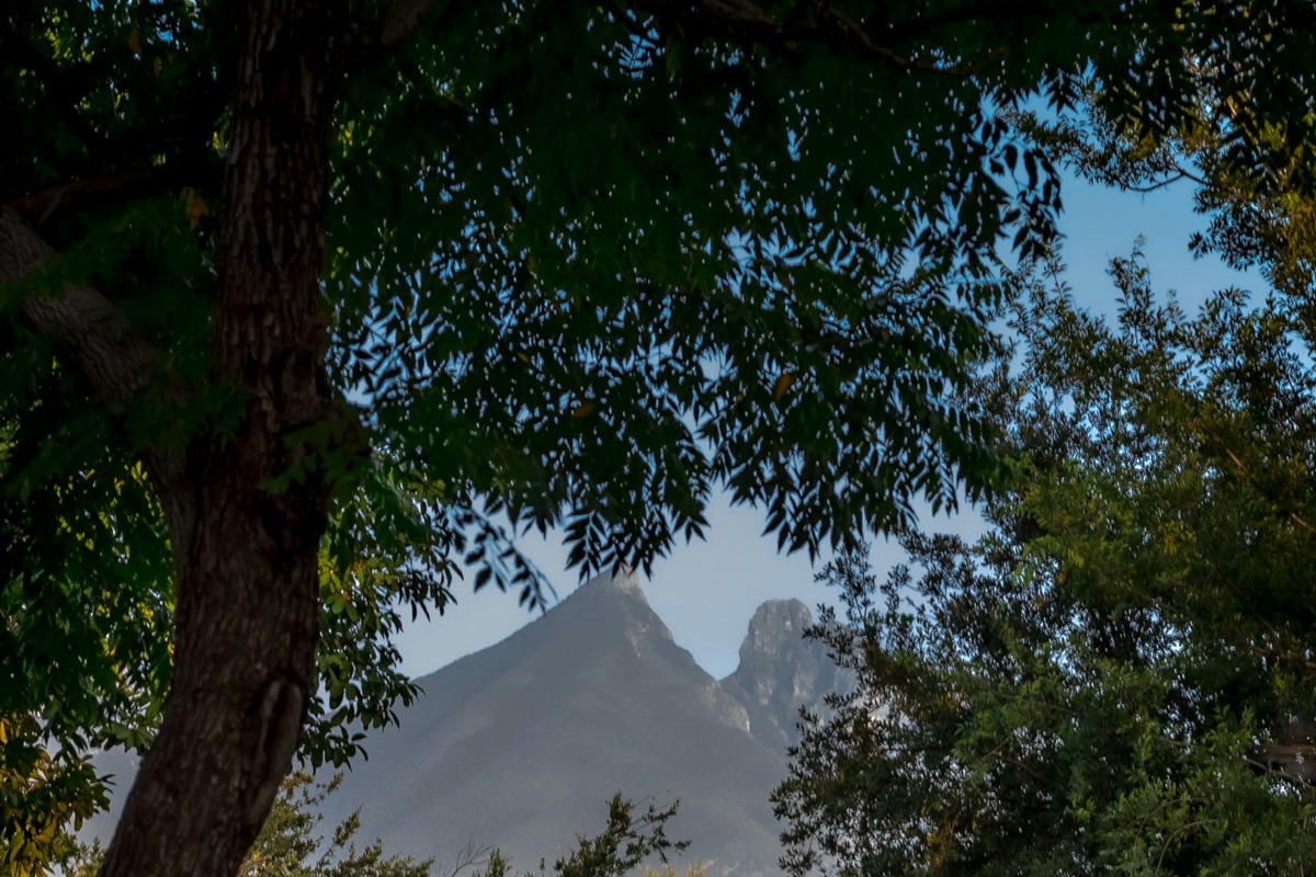 A trail between trees and shrubs with view of a mountain.