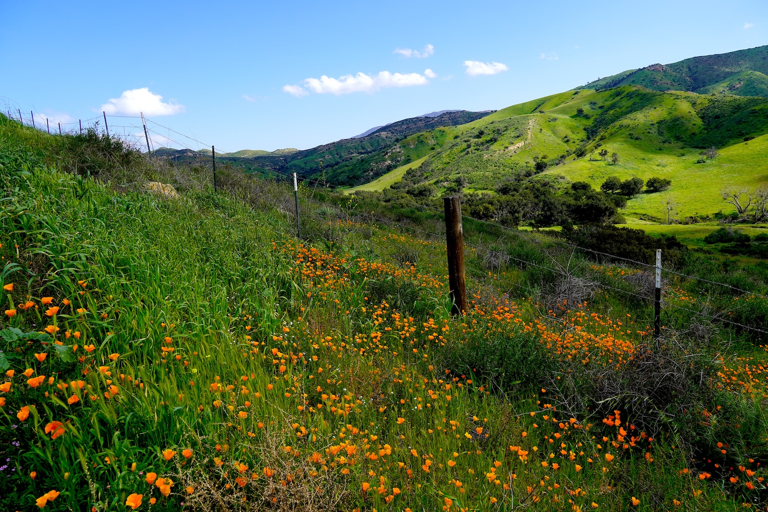 Scenic view of grassy field against the sky in Anaheim, California.