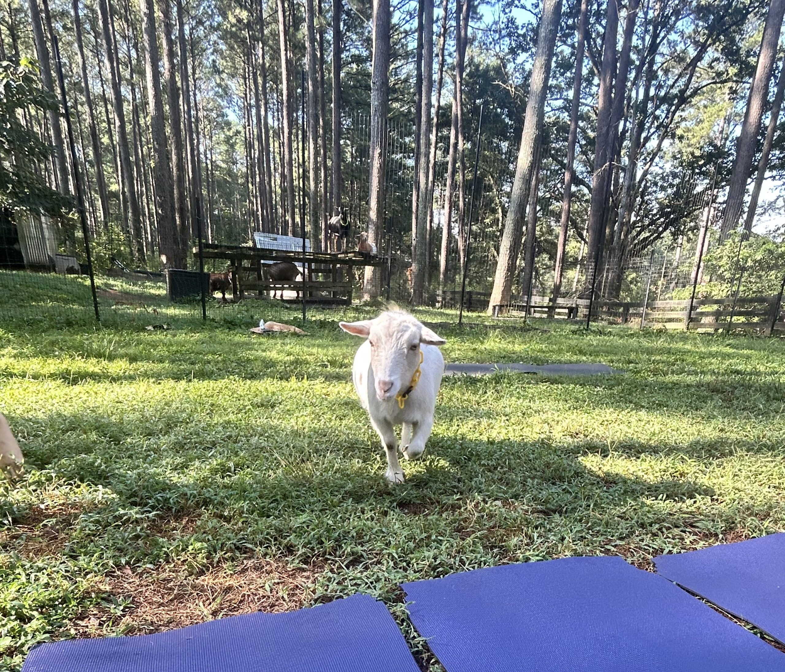 Goat yoga is a fun and adventurous activity.