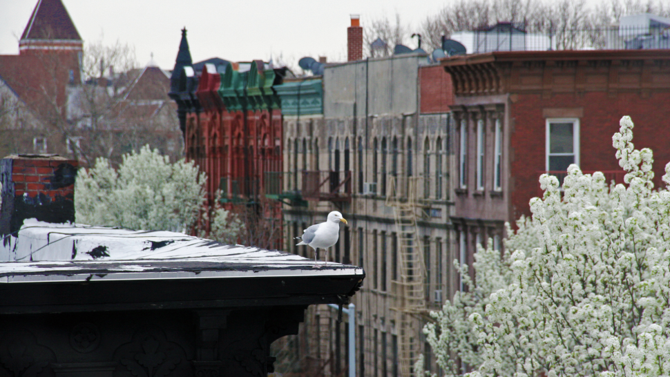 A seagull perched on the top of a building in Manhattans Bedford-Stuyvesant town