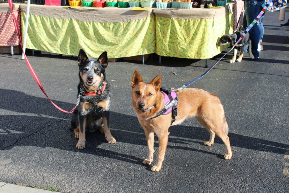 Two beautiful dogs on leashes.