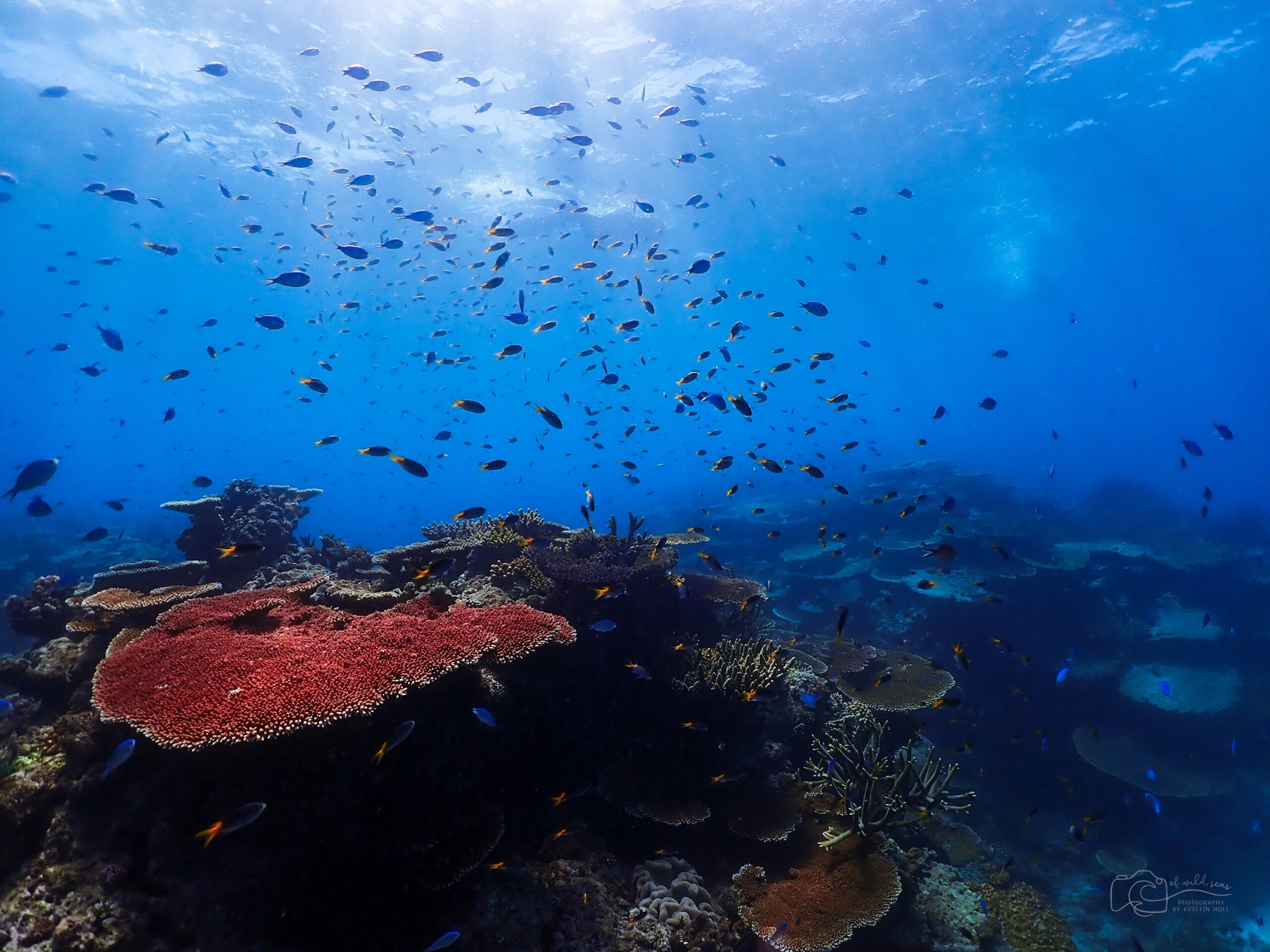 Australia’s Great Barrier Reef is a stunning site which is best enjoyed in November. 