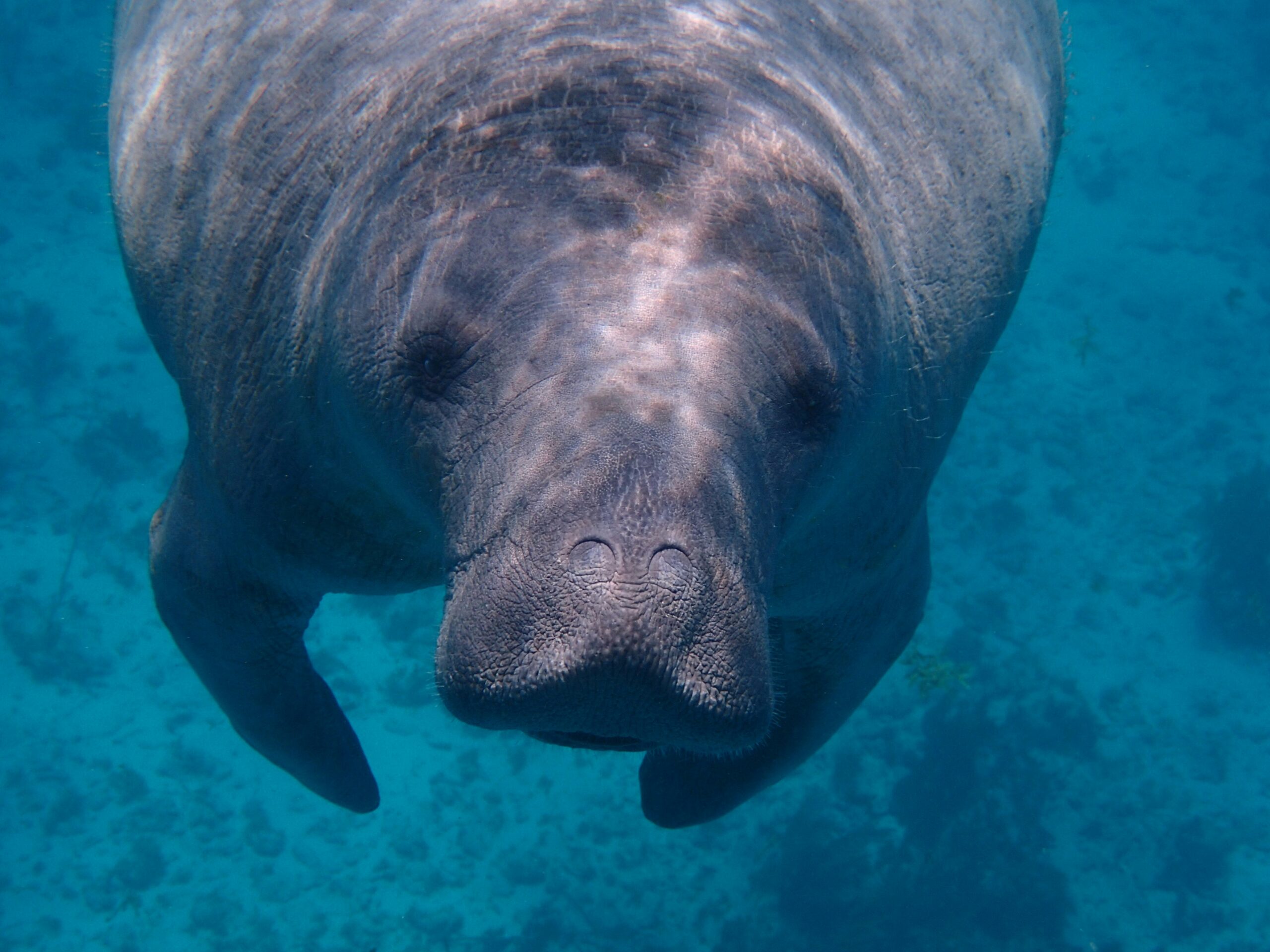 Belize manatees typically come out in March and are friendly with humans. 