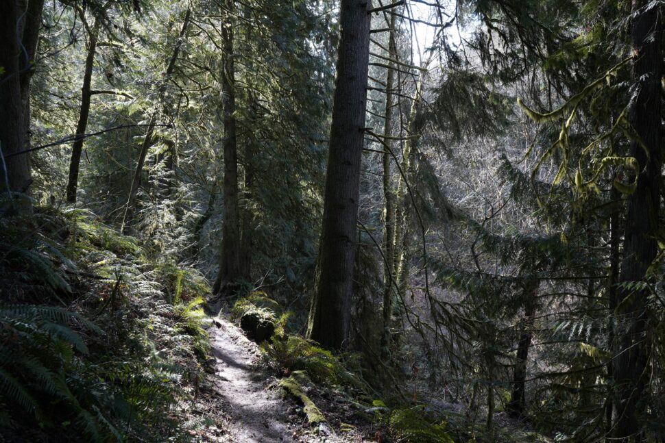 Woods of Skykomish, Washington 