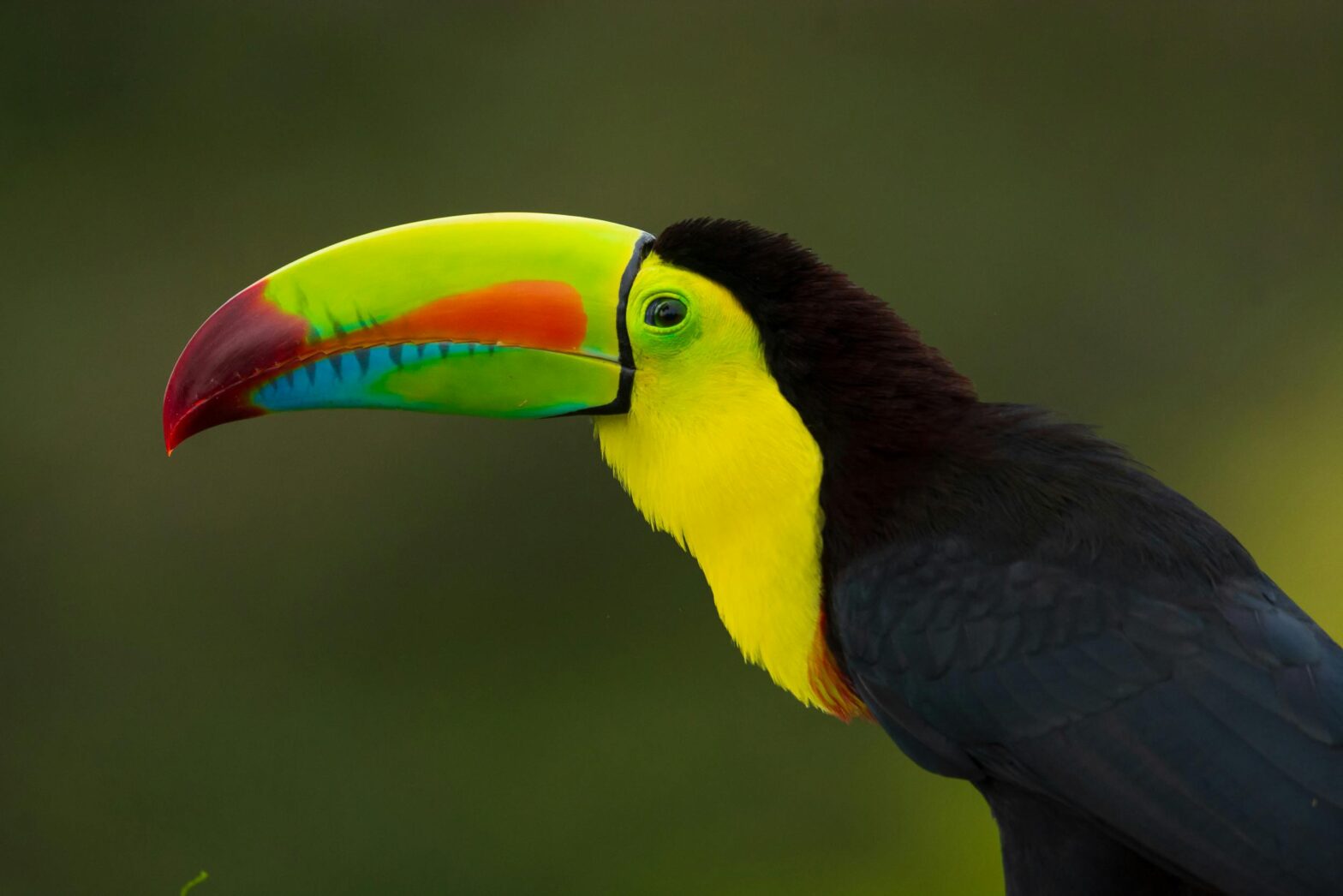 A toucan is a part of Belize’s biodiverse environment.