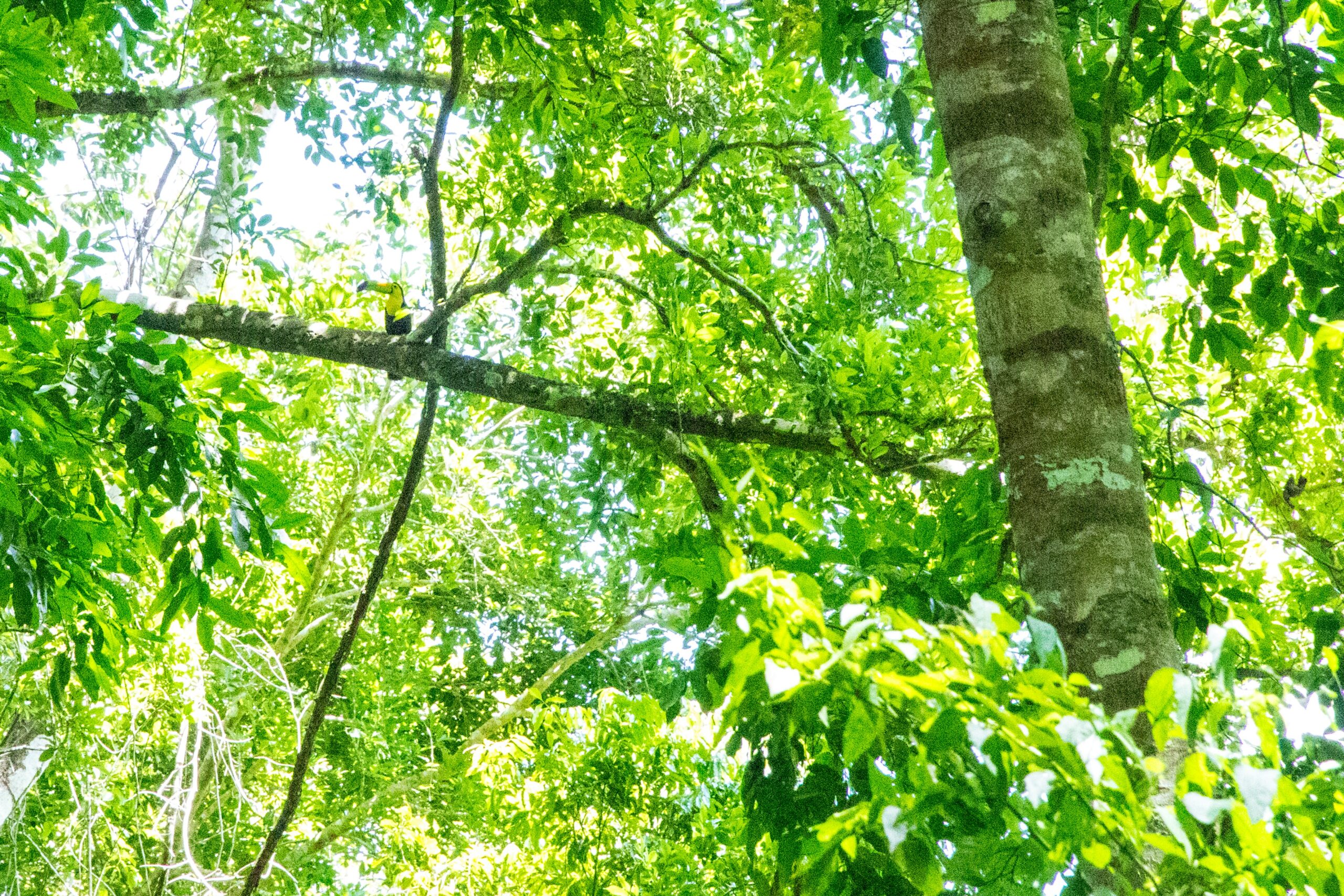 Belize’s forests are flourishing and lush.