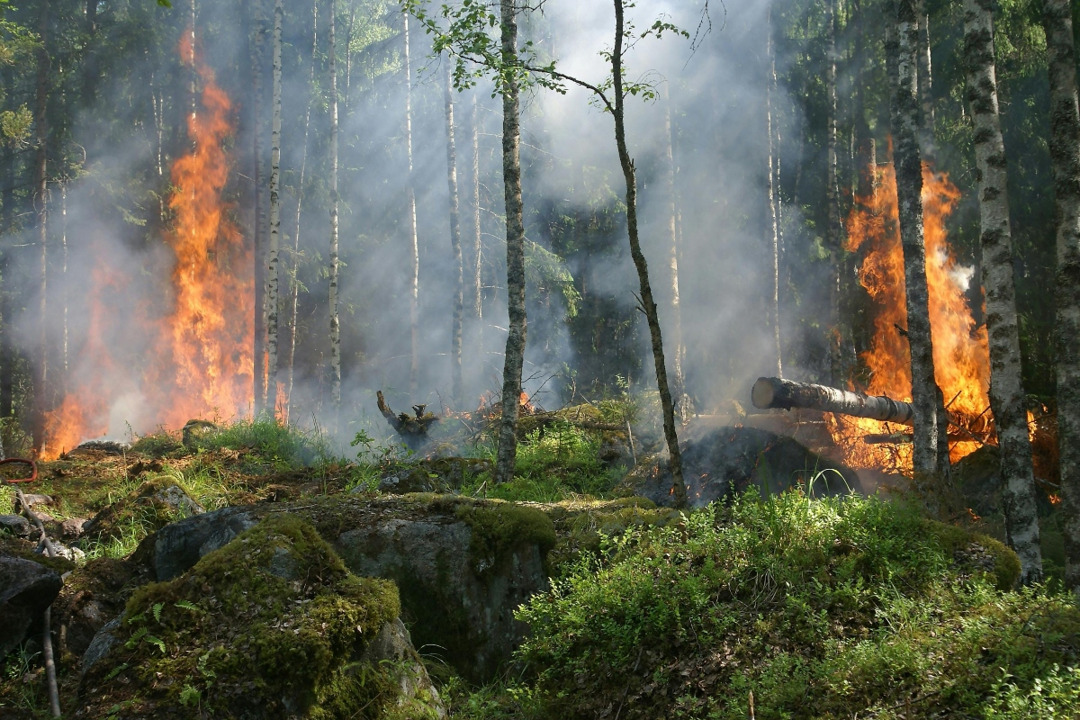 A Crisis Is Unfolding In Brazil As Wildfires Continue To Spread