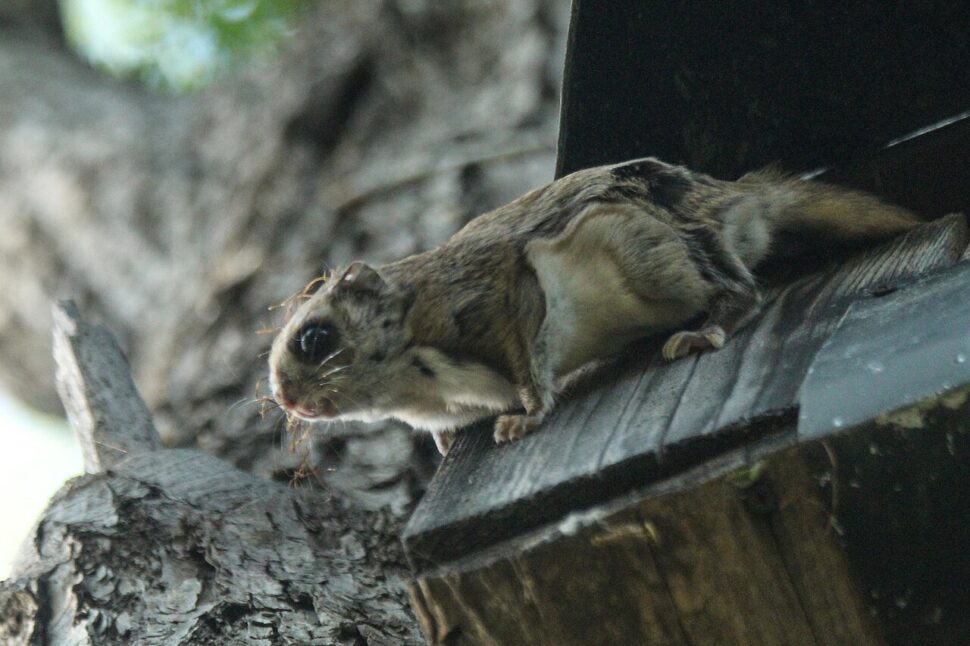 Siberian Flying Squirrel