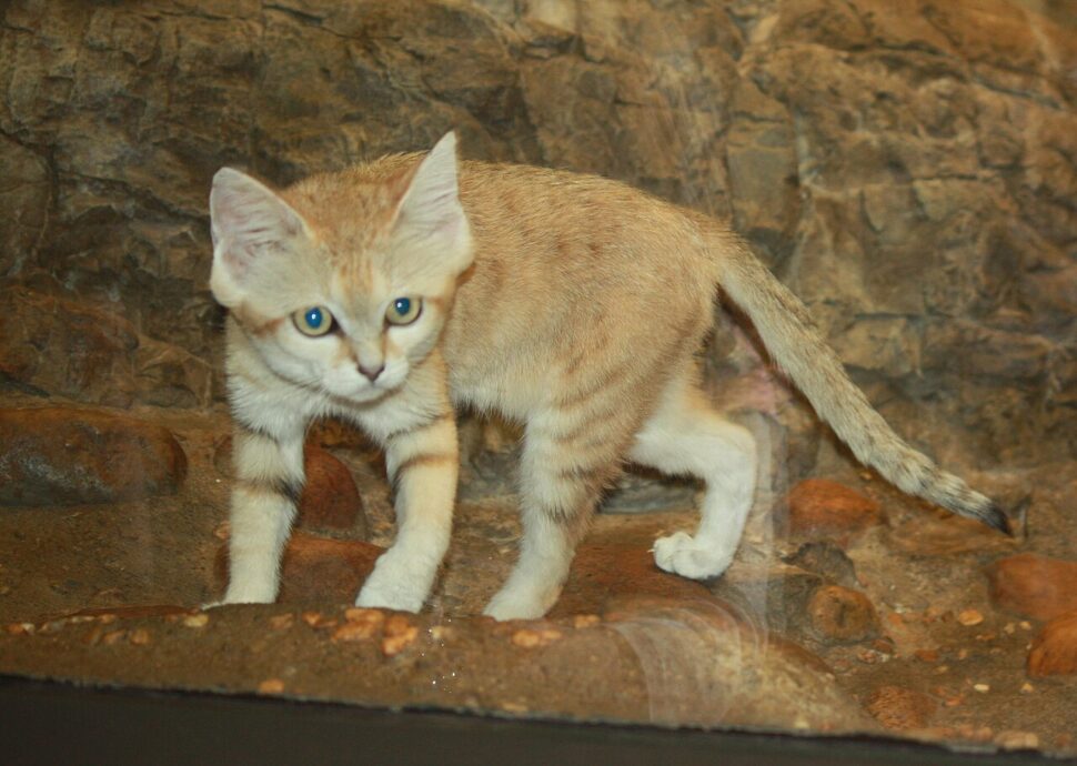 Sandcat