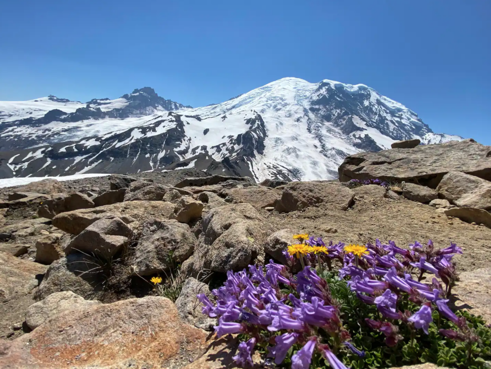 purple flowers growing on mountaintop on epic hike on Mount Rainier in Seattle, Washington