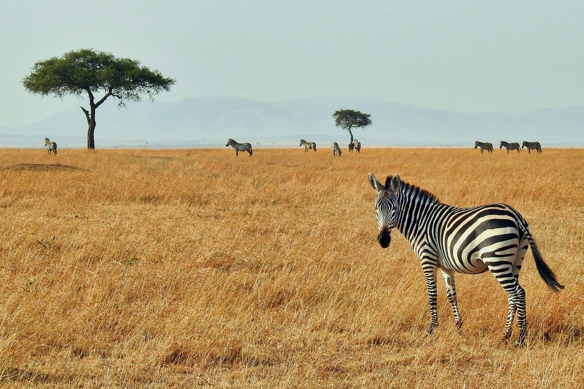 zebras in the wild