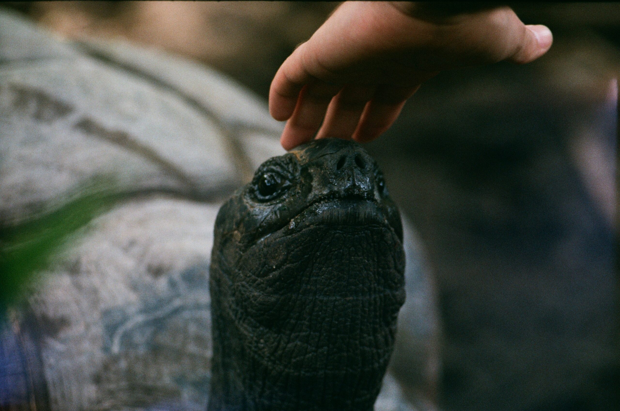 Giant Tortoises are popular in Seychelles. 