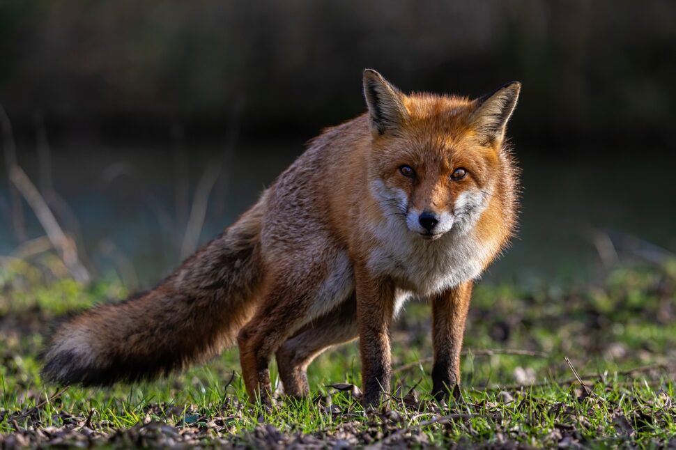 Fennec Fox