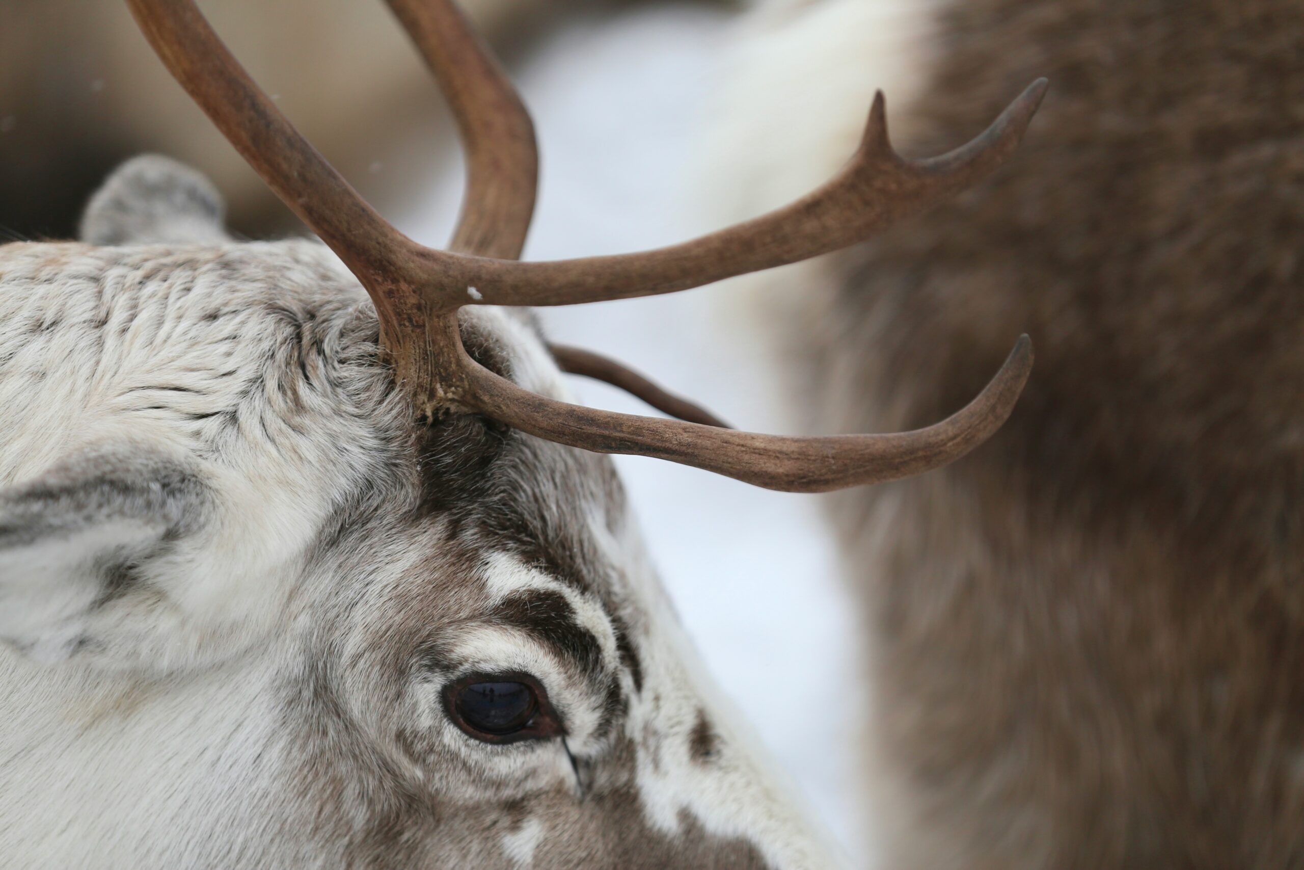 Norway is well known for its Christmas symbolism.