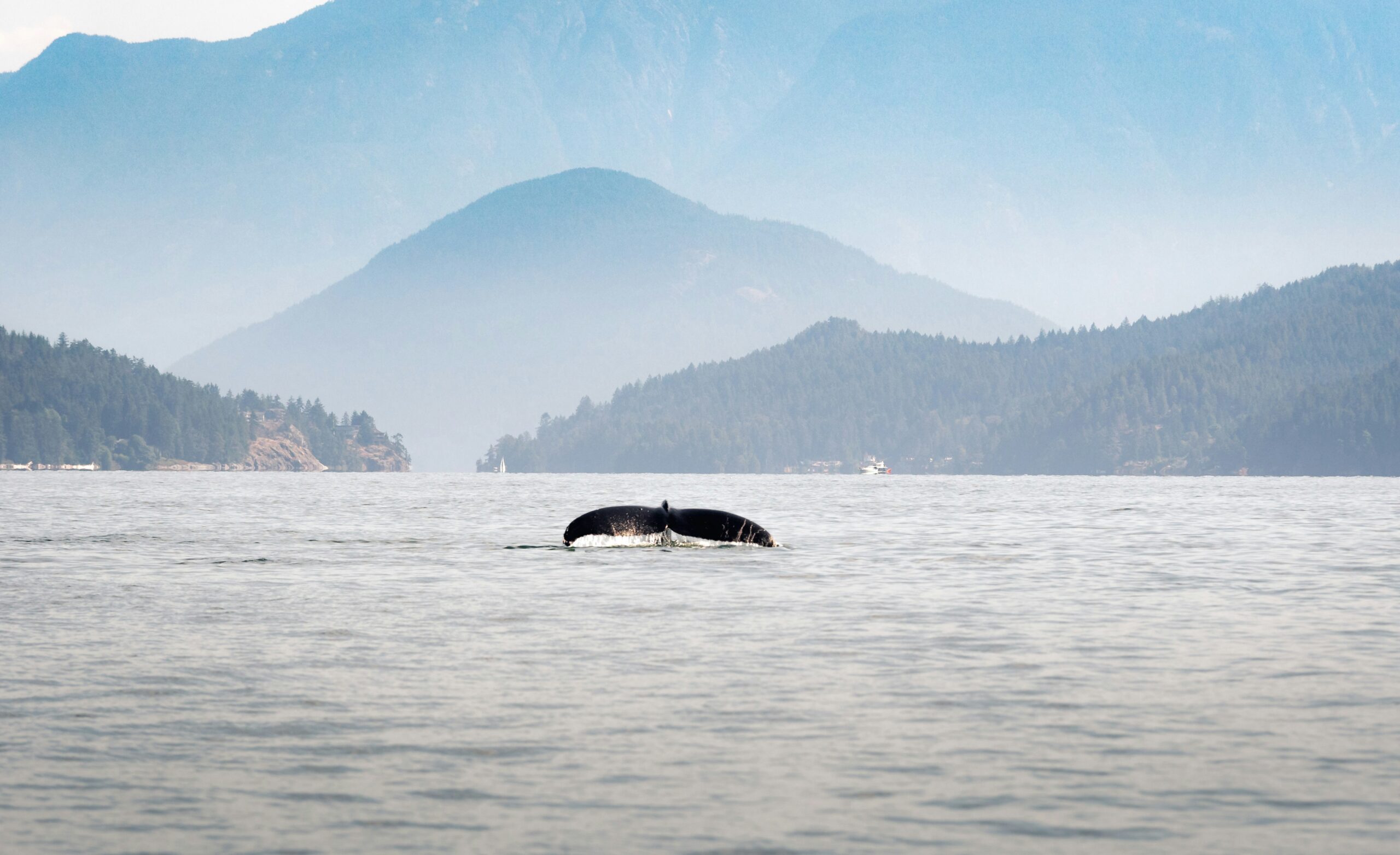 Whales are pretty common in Vancouver during spring. 