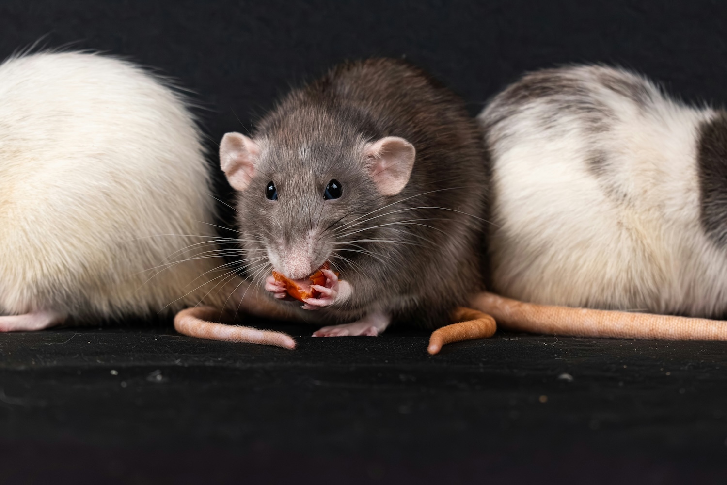 Three adorable rats, one dark gray and two lighter-colored, sit in a row on a black background, with the middle rat holding a treat in its tiny paws.