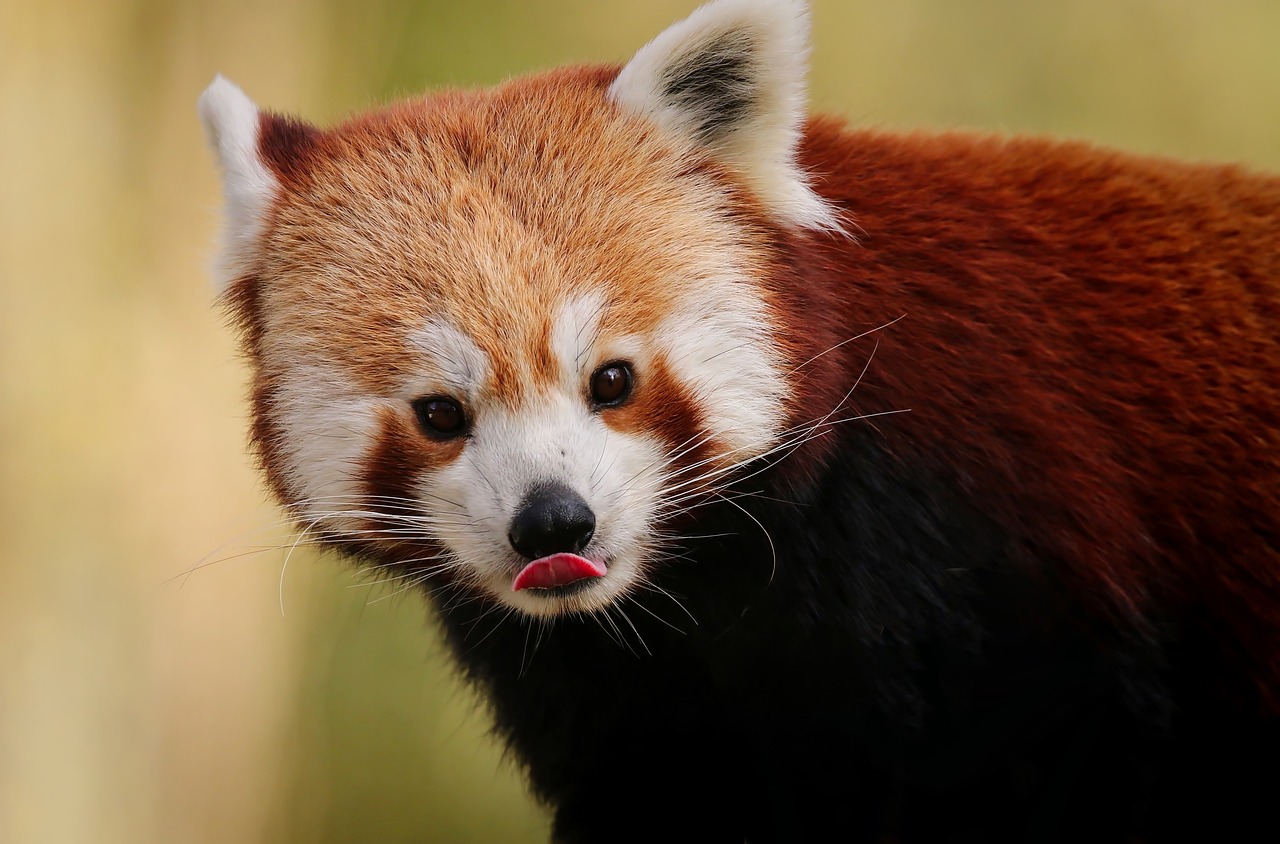 Red panda licks its tongue out