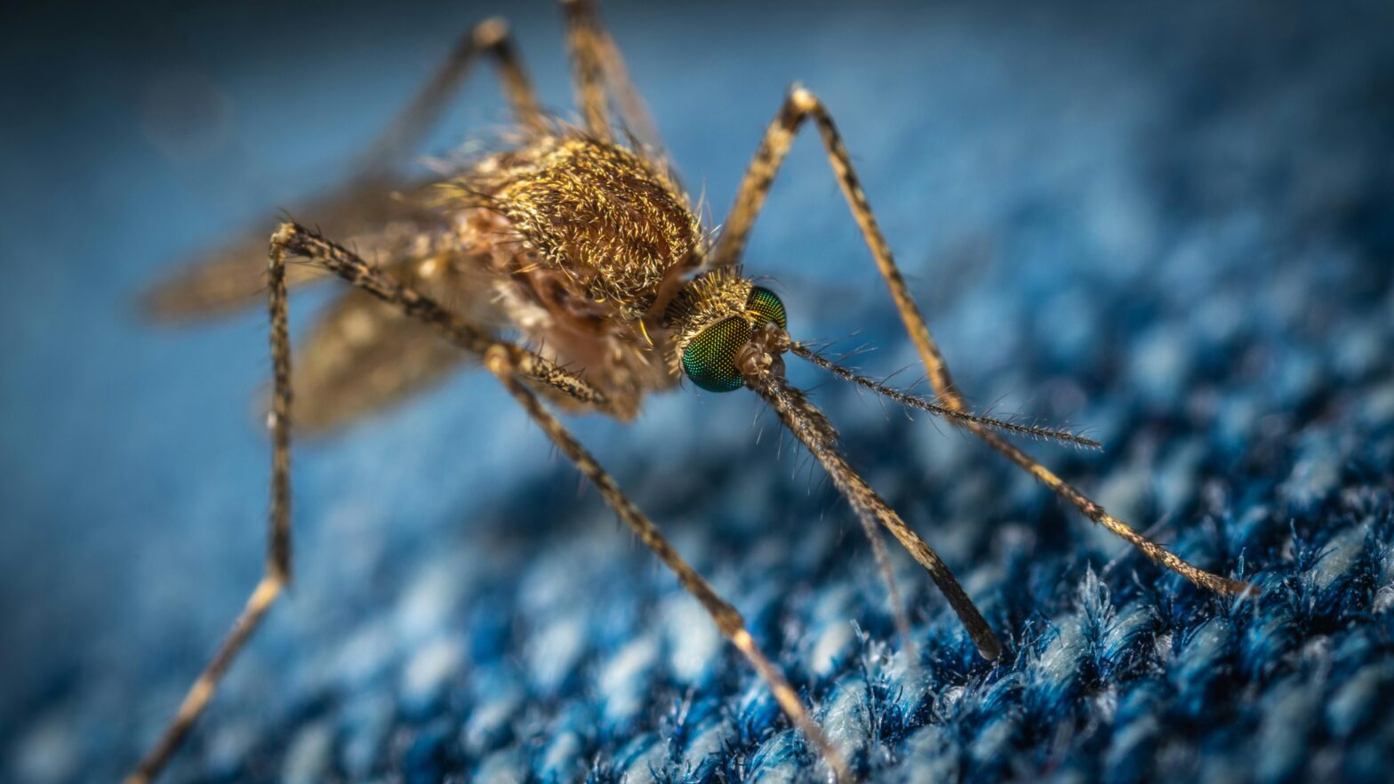 Airport And Luggage Malaria Cases Are Rising, Study Finds