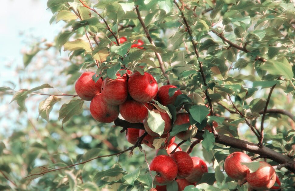 an apple orchard in Wenatchee, Washington 