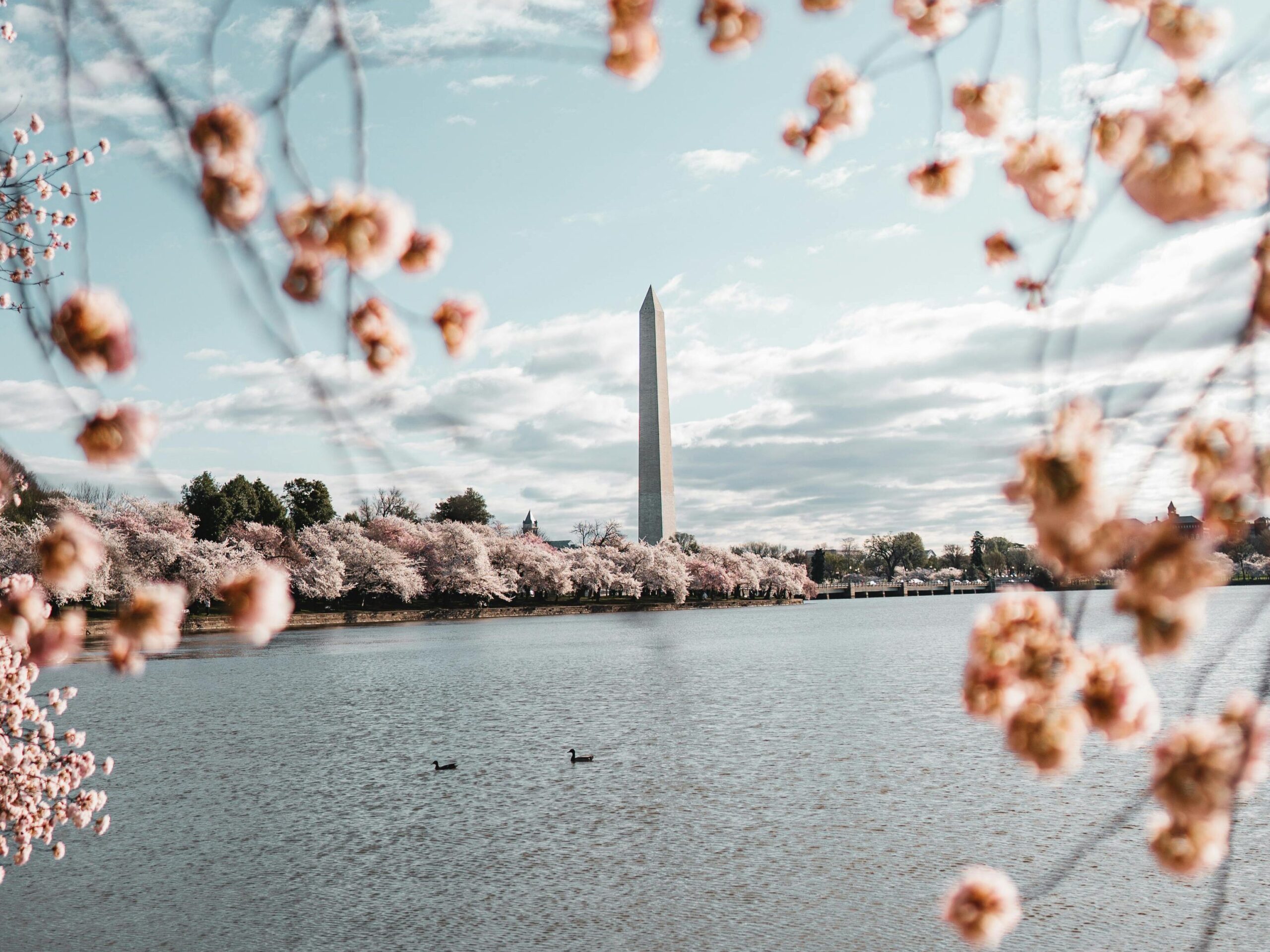 view of the Washington Monument framed by cherry blossoms 