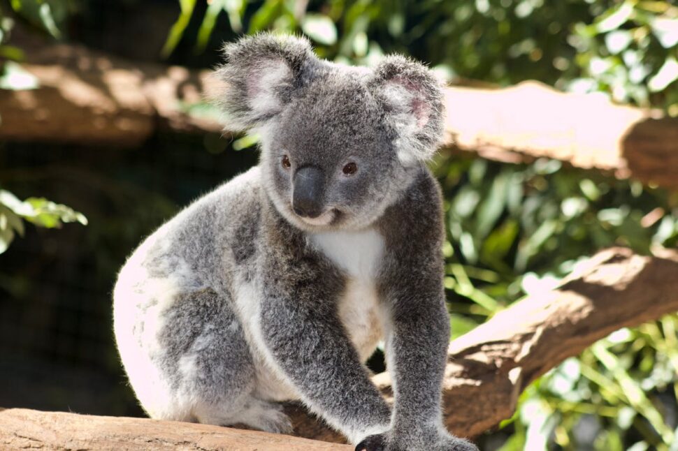 Koala