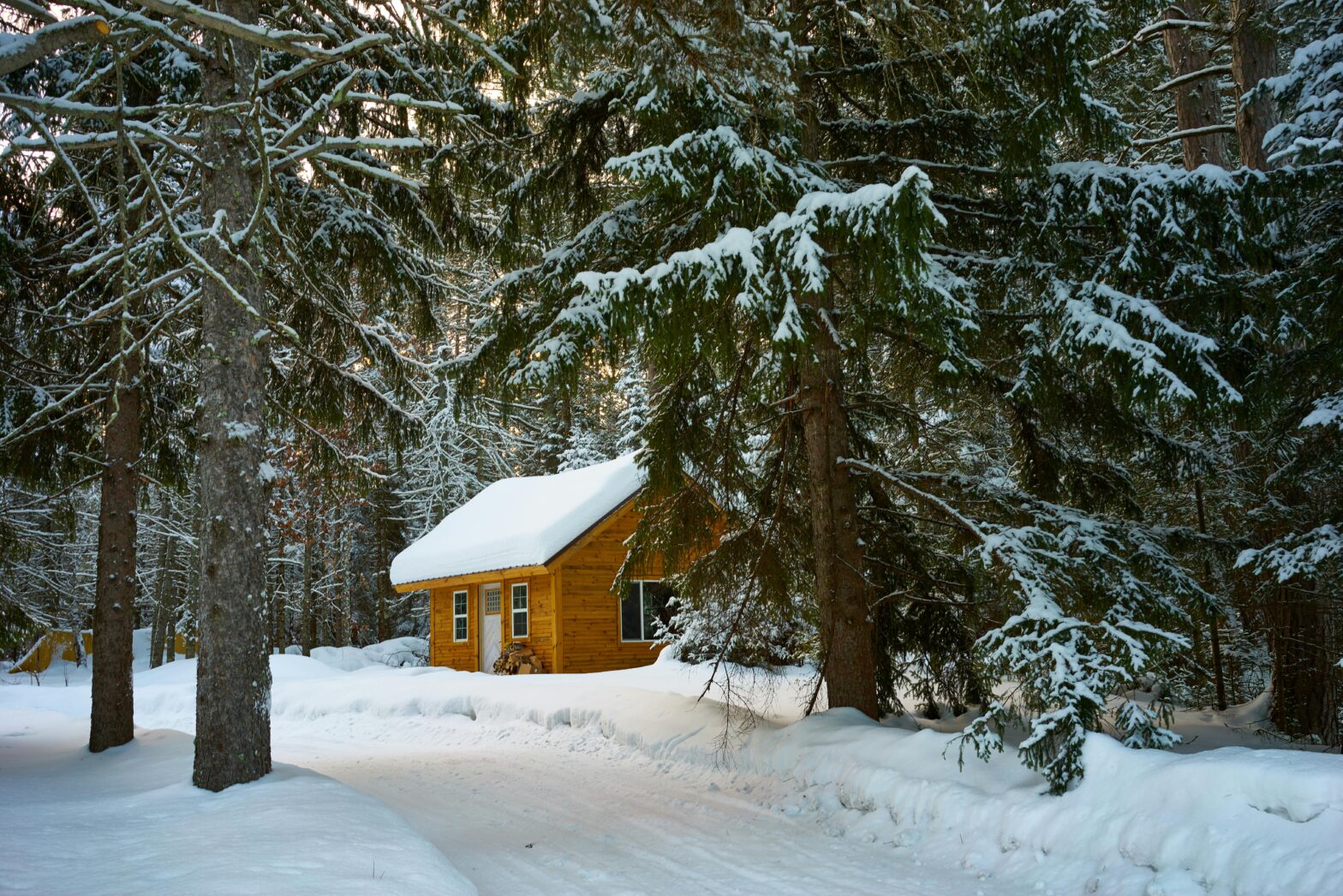 TikToker Sleeps Beside Wolves At Viral Snowy Quebec Cabin