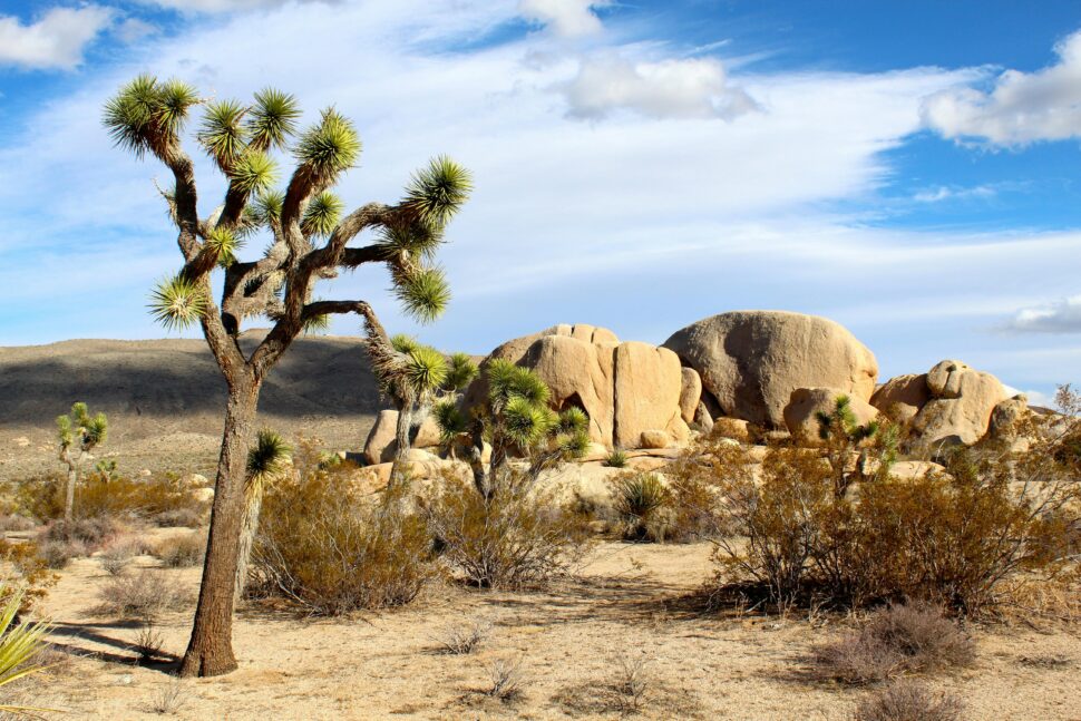 a view of a cactus tree and rock formation in Joshua Tree desert 