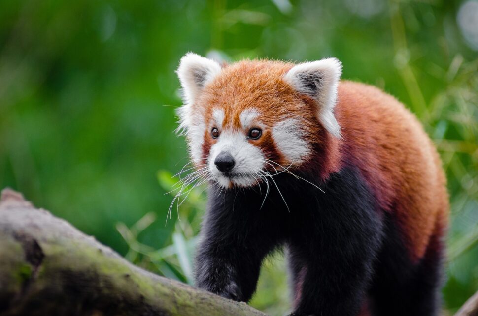 Red panda