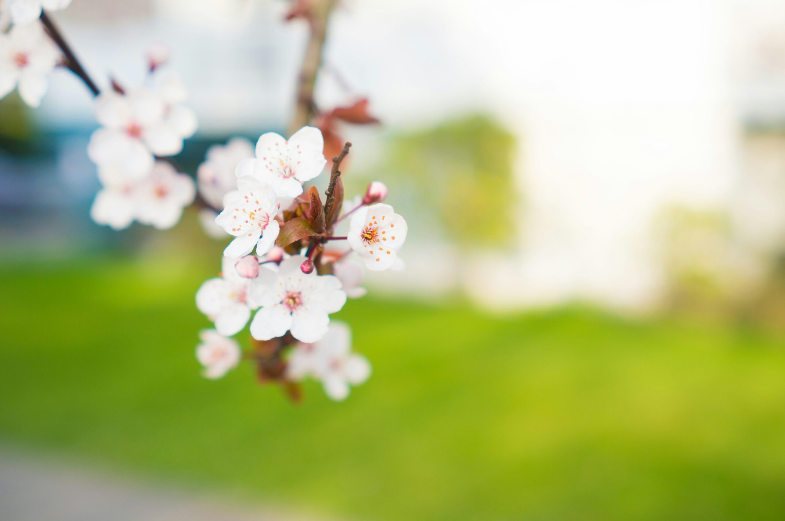 Cherry blossoms are also in Vancouver. 