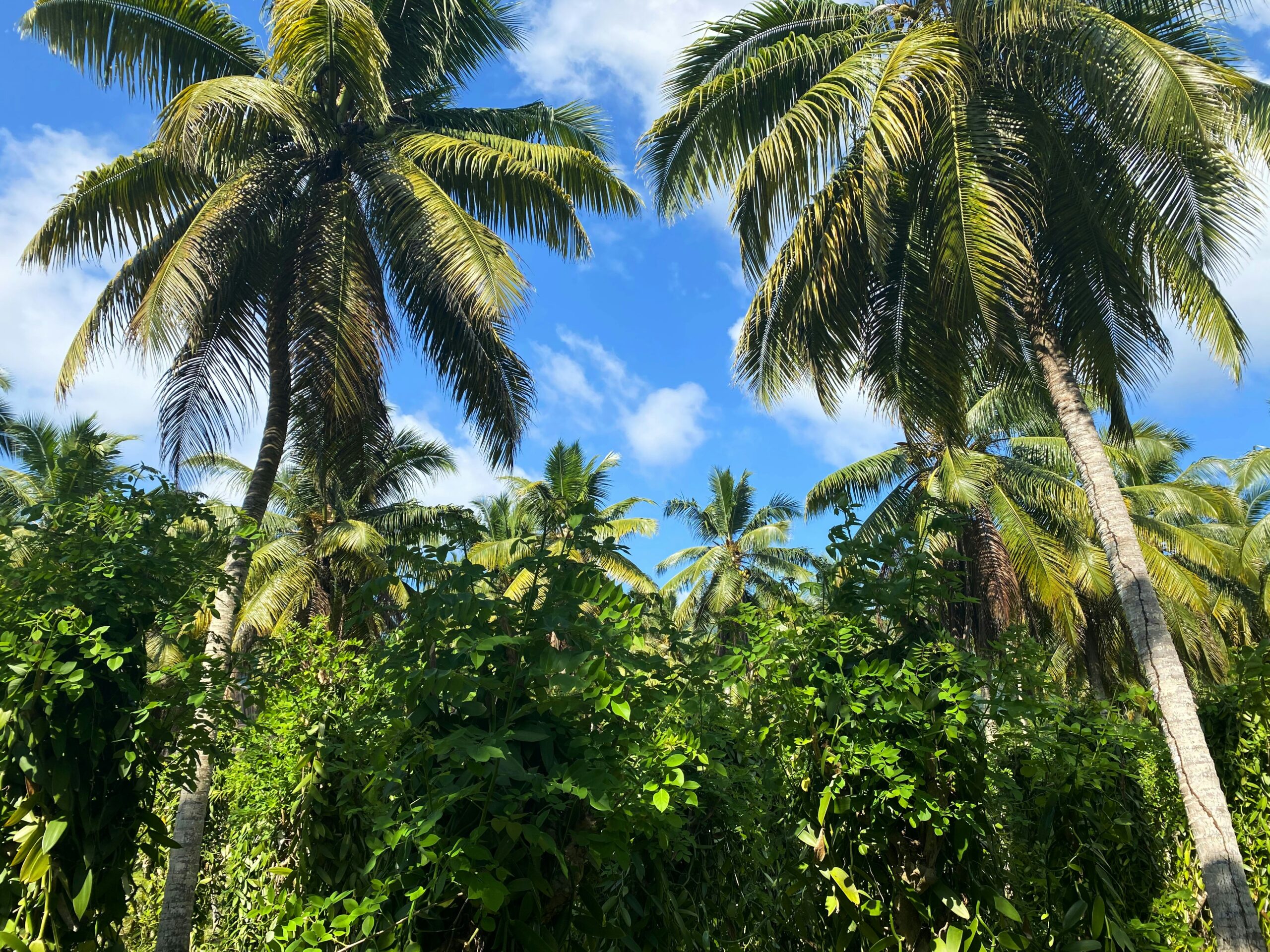 Vallée de Mai National Park has lush coco de mer palm. 